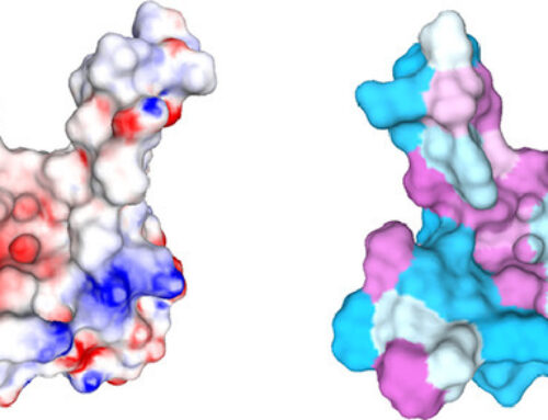 Retrieval and classification of protein surfaces equipped with physical and chemical properties — SHREC 2021